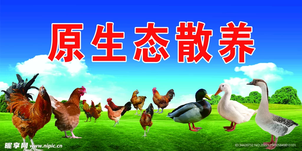 专业副业养鸡鸭养殖违法吗？工作叫啥？利润和售后咋样？