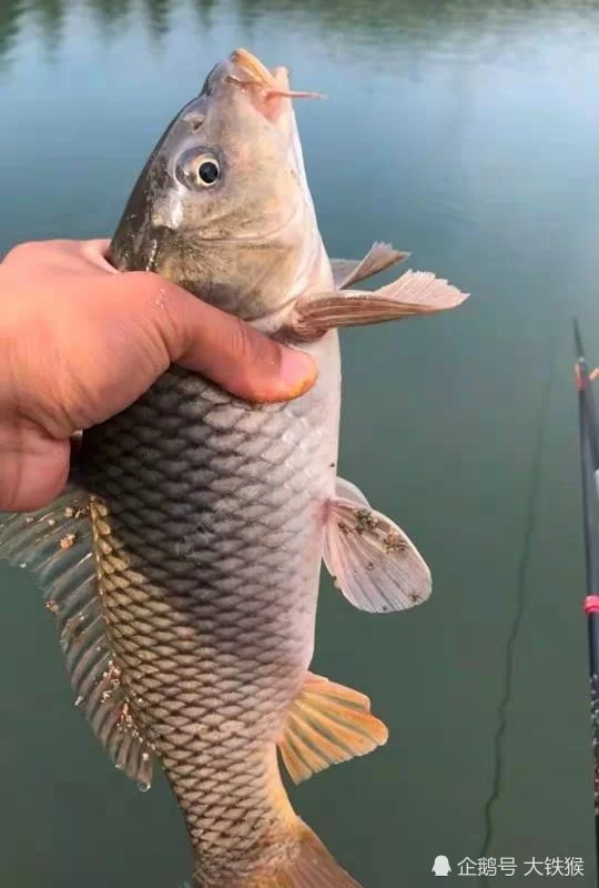钓鱼老锚鱼，调漂技巧找对了吗？