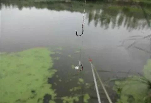 钓鱼老是锚鱼，调漂不对还是鱼情问题？
