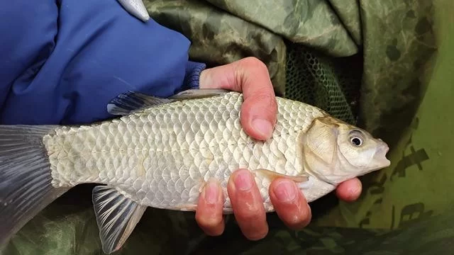 钓茅鱼用什么线好？茅鱼竿和技巧怎么选？