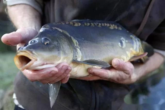 深水鲤鱼怎么钓，饵料和技巧如何搭配？