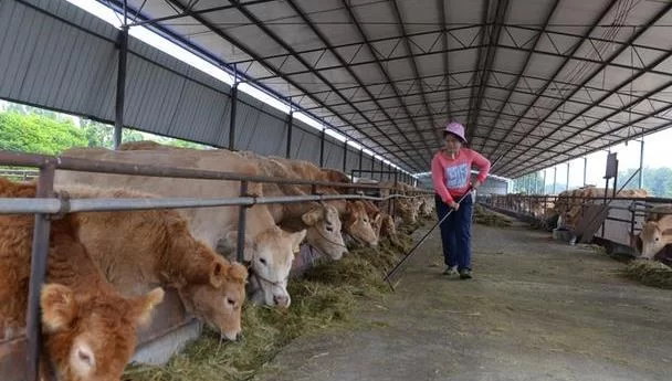主业养牛副业卖猪肉,怎么才能两不误还都发展得好,赚得稳?
