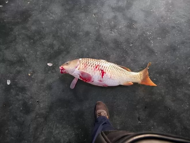 自己组装一套可视锚鱼要多少钱?