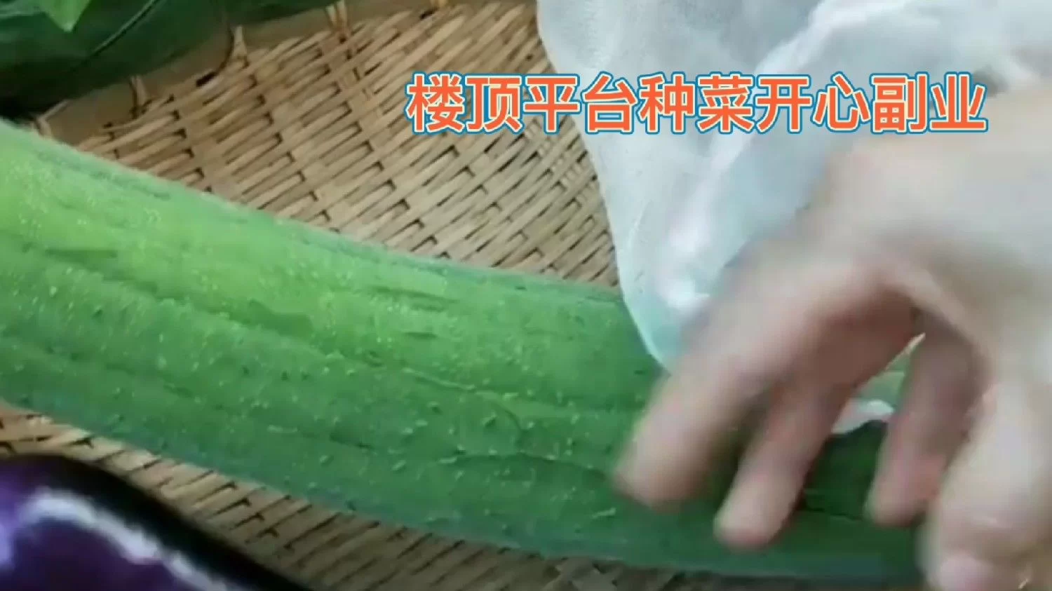 下地种菜副业靠谱吗?租地种菜一亩多少钱?生石灰菜地多久能种?