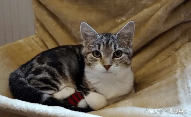 上饶猫咪兼职靠谱吗?靠谱兼职发布地在哪里?靠谱兼职靠谱吗?
