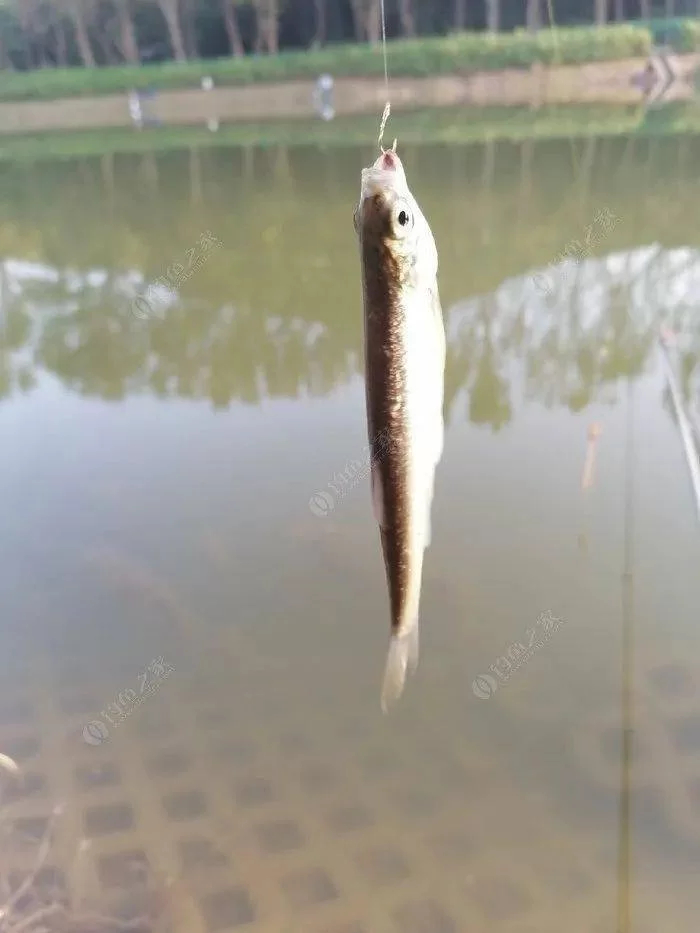 可视锚鱼到底违不违法，会被怎么处罚呢？