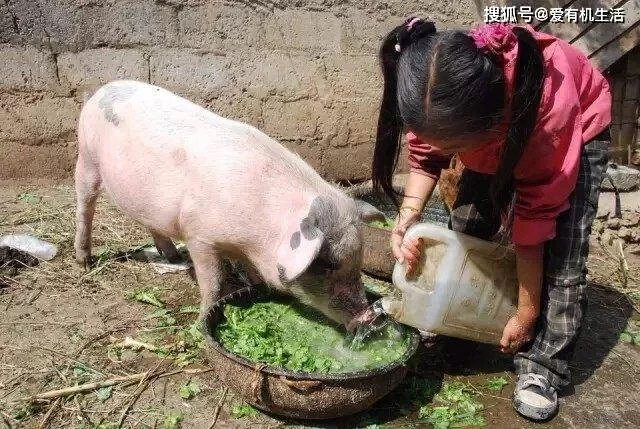 油菜喂猪有什么好处?发酵后营养翻倍!