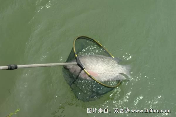 越南钓鱼用什么饵料好,罗非鱼怎么钓?