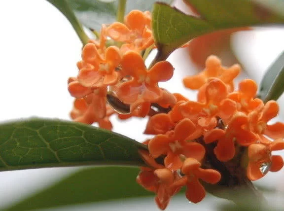 桂花转赚钱靠谱吗?正规安全能提现吗?