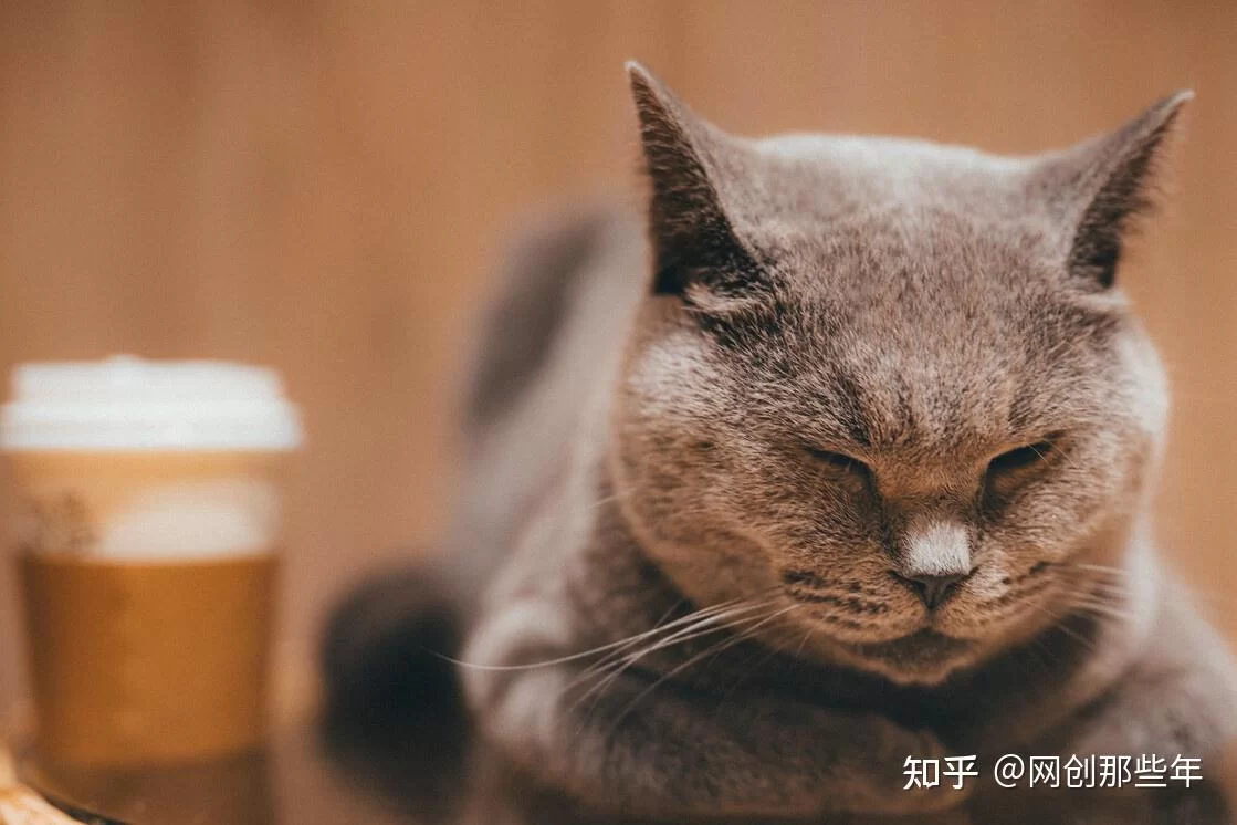 赏猫赚钱是真的吗?知乎网友亲测靠谱吗?
