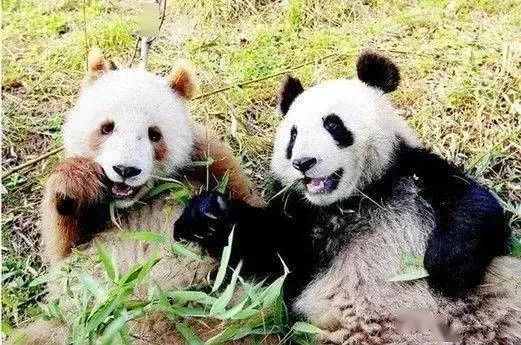 暑假兼职扮熊猫要交钱吗?新手兼职别踩坑!