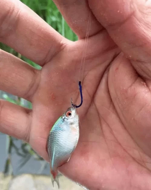新手锚鱼选什么钩子中鱼率高?
