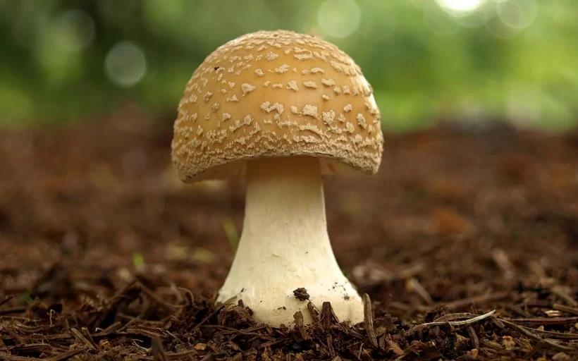 蘑菇打码代理靠谱吗?小蘑菇打码怎么操作?
