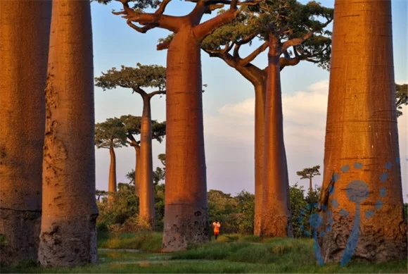 中水渔业发展副业，红树林造林工程在马达加斯加进展如何？