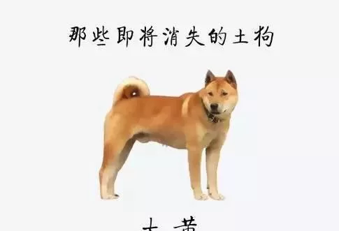中华田园犬兼职视频网站论坛,捕鼠数十只视频在线看有吗?