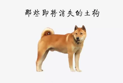 中华田园犬兼职视频教程,捕鼠效果到底好不好?附品种简介图片大全