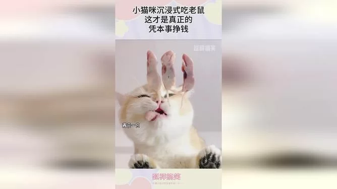悬赏猫赚钱安全靠谱吗,真能赚到几千块?