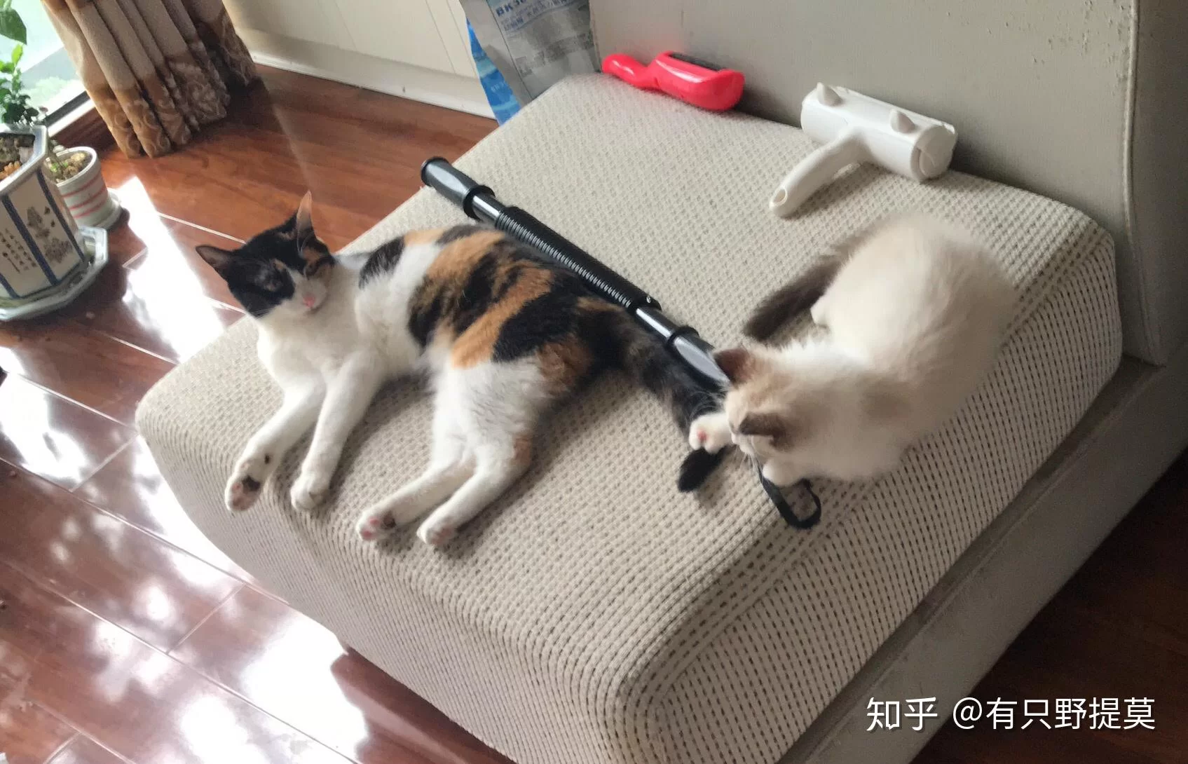 悬赏猫怎么接任务赚钱,从做单到提钱呢?