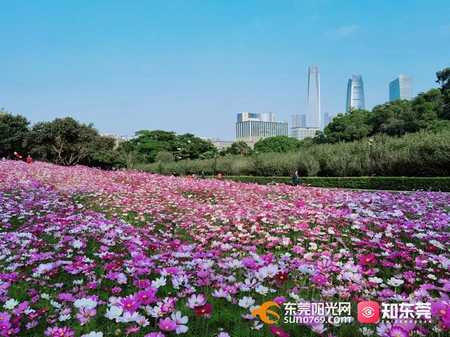东莞绝美花海适合学生兼职吗?深圳暑假工16岁攻略可行?