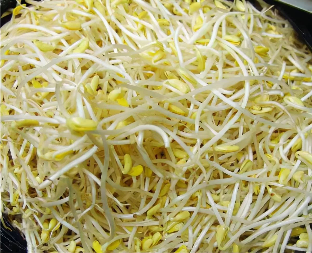 用豆芽机生豆芽赚钱,什么豆子发芽最快?