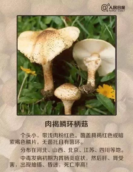 小蘑菇打码赚钱靠谱不?兼职真能赚吗?