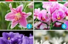 一秒一朵QQ群花刷，价格究竟几何？