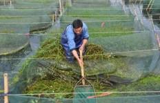 广西黄鳝养殖能否带来可观收益？