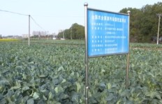 如何在大型果园中科学种植实现高效盈利？