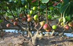 在绿地种植果树能否带来可观收益？