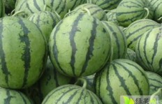 如何高效实现西瓜视频粉丝互刷，效果真的可靠吗？