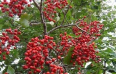 农村种植哪些树种经济效益高？如何选择赚钱快的树木？