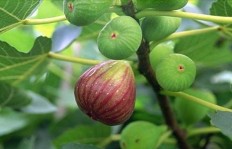 无花果种植在厂区内能否带来经济效益？你了解吗？