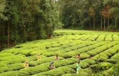 哪个城市种植茶叶最具盈利潜力？