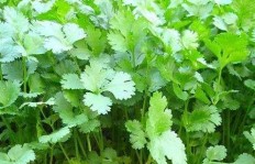 今年种植香菜能否带来可观收益？香菜市场前景如何？