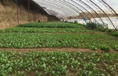夏日露天种植，哪种蔬菜最具盈利潜力？