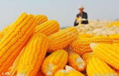 大规模种植玉米真的能带来丰厚收益吗？视频解析