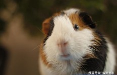年底订单爆满！他养殖的“荷兰猪”为何如此抢手？