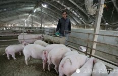 养猪行业前景如何？现在养猪能否实现高效盈利？