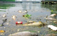 哪种水生动物养殖最具经济效益？