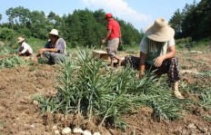 在农村种植哪些作物才能真正实现盈利？你了解吗？