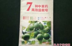 哪种药材种植既高效益又具实用价值？选对品种是关键！