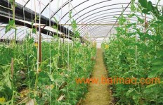 东北大棚种植哪些蔬菜最具经济效益？
