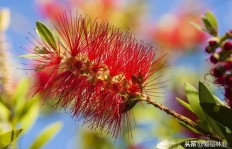 在国外种植哪种树木最具经济效益？