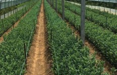 在江苏盐城，种植哪种作物收益最高？