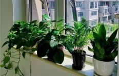 家里养什么能快速盈利？哪种宠物或植物最赚钱？