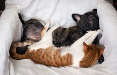 养猫与养狗，究竟哪一种宠物更能带来经济效益？