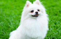 养博美犬与养鸡，哪种养殖方式更赚钱？