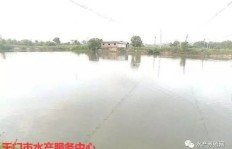 90年代承包鱼塘真的能赚钱吗？当时的经营秘诀是什么？