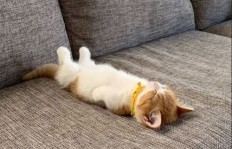 猫咪如何成为你的＂招财猫＂？轻松赚钱的秘诀在哪里？