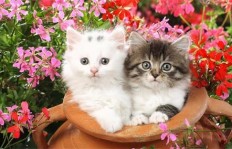 在这个时代，养哪种猫咪能带来经济效益？